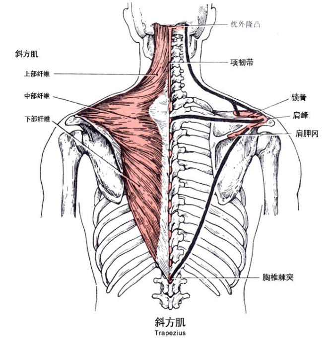 斜方肌